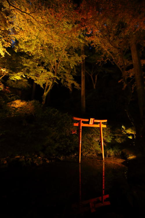 大興善寺の紅葉ライトアップ2017