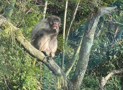 基山町近郊に出没するサルは２頭 毎日サルを追う町関係者による注意喚起 大字基山