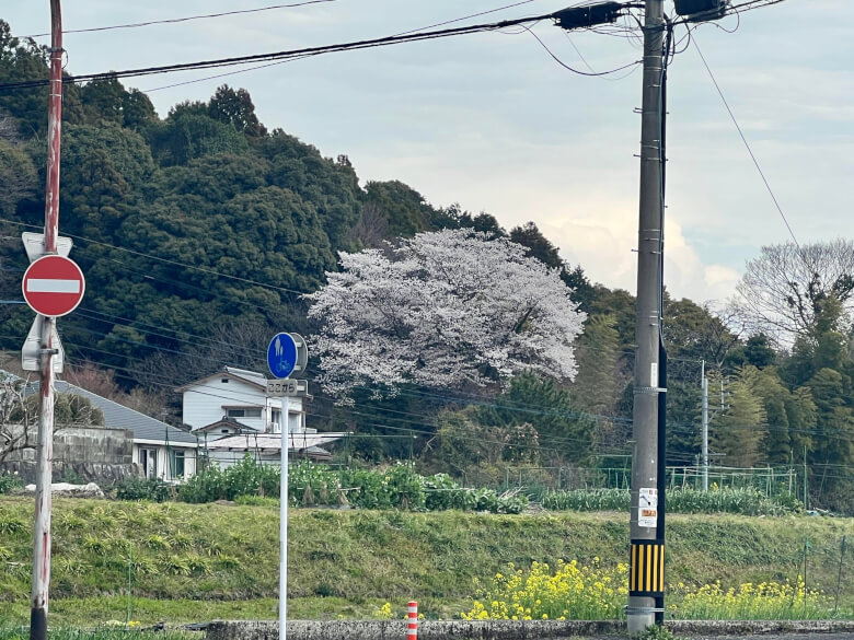 基山町イチの早咲き桜？樹齢100年以上の山桜が見守る庭園「山小屋 菜花